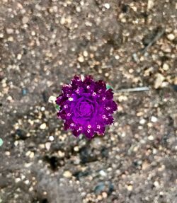 Close-up of flower blooming outdoors