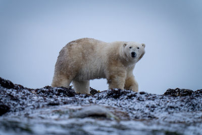 Polar bear walks across kelp lifting paw