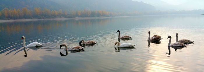 High angle view of birds swimming in lake