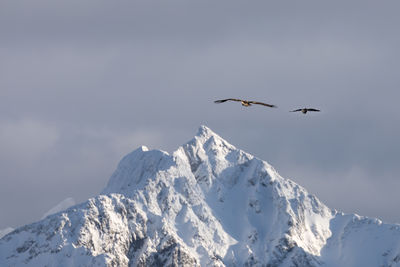 Two majestic sea eagles flying away towards majestic snowcapped mountain peak high up in air