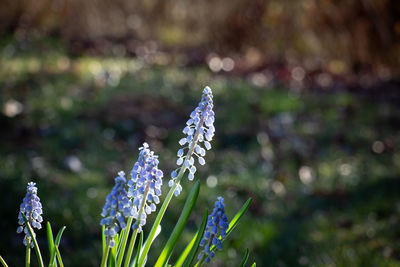 Close-up of purple flowering plant on field