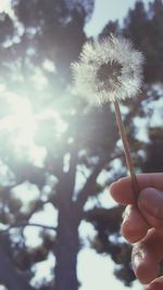 Close-up of hand holding dandelion against sky