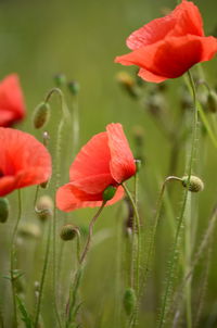 Close-up of red flower