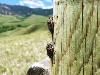 Close-up of bee on tree trunk