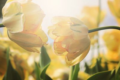 Yellow tulips