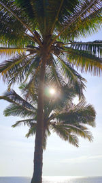 Low angle view of coconut palm tree against sky