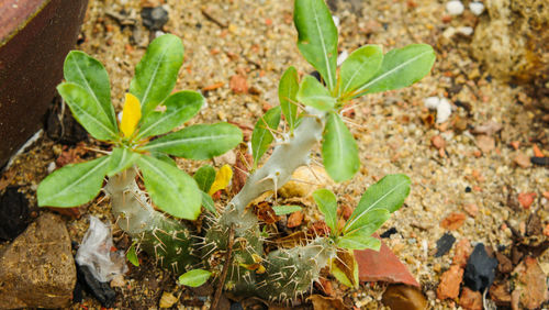 High angle view of succulent plant on field