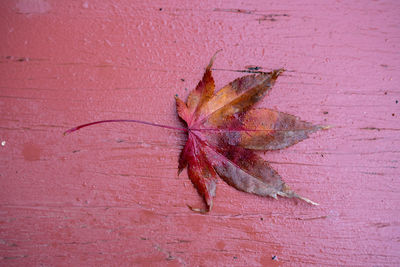 High angle view of dried leaf on red leaves