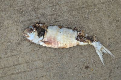 High angle view of fish on beach