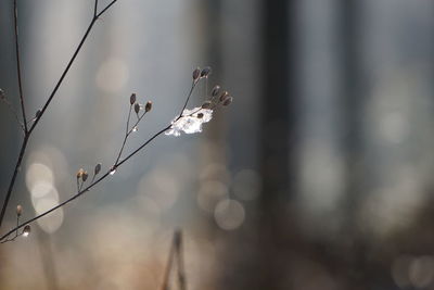 Close-up of dry plant against blurred background