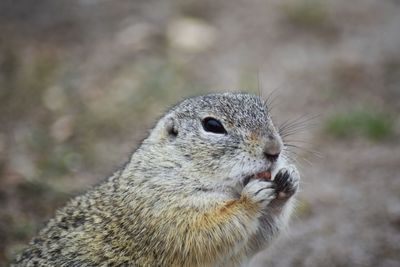 Close-up of squirrel