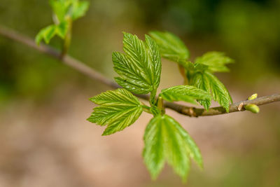 Close-up of leaves on plant