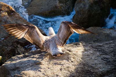 Rear view of seagull perching on rock