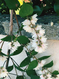 Close-up of cherry blossom