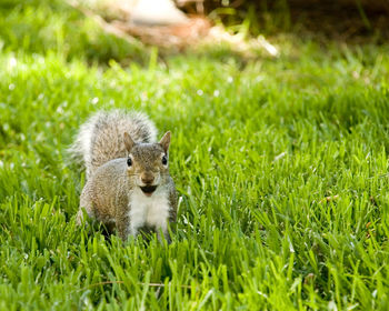 Close-up of squirrel on field