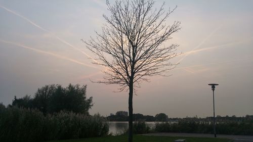Silhouette tree on landscape against sky at sunset