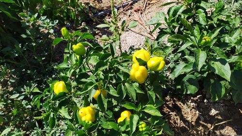 Close-up of yellow fruits on tree