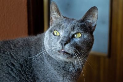 Close-up portrait of cat at home