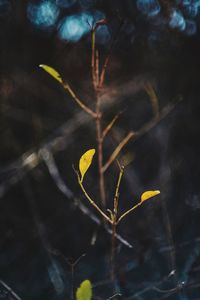 Close-up of yellow plant