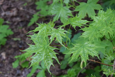 Close-up of fresh green plant