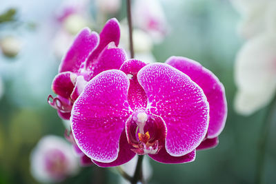 Close-up of orchids blooming outdoors