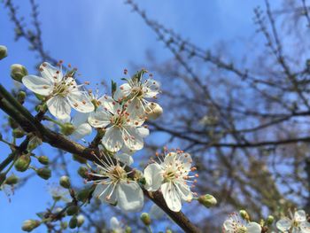 Low angle view of white flowers blooming on tree