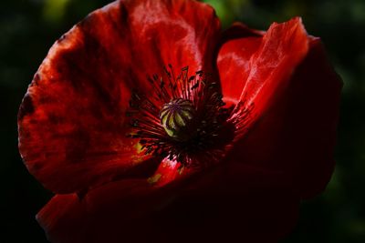 Close-up of red poppy flower