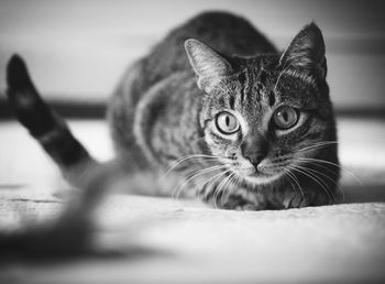 Close-up portrait of tabby cat