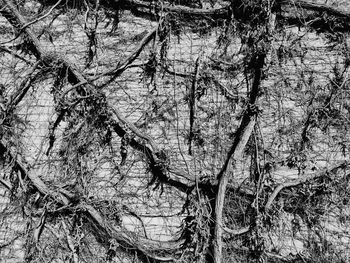 Full frame shot of tree branches