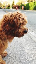 Side view of a dog looking away in street