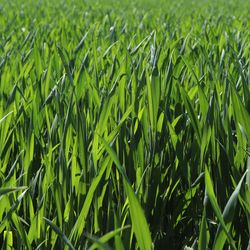 Field of crops