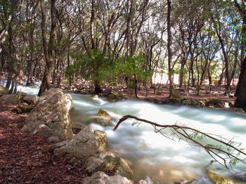 River amidst trees in forest against sky