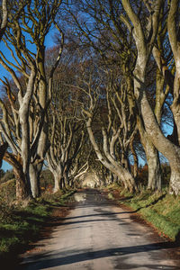 Road amidst trees