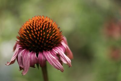 Close-up of purple flower