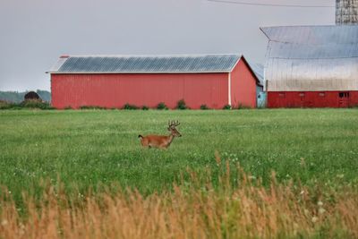 View of an animal on field