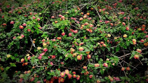 Red flowers on bush