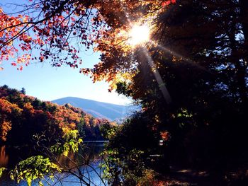 Sun shining through trees