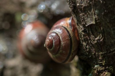 Close-up of snail on tree trunk