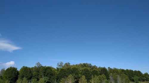 Low angle view of trees against clear blue sky