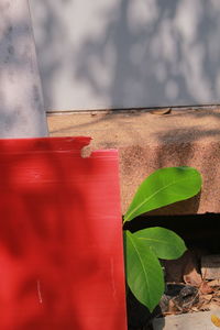 Close up of red leaf