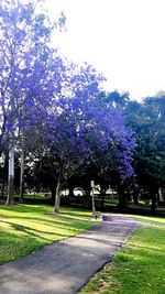 Trees growing in park