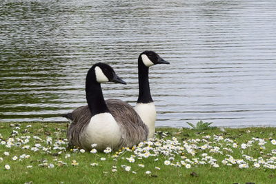 Side view of birds on lakeshore