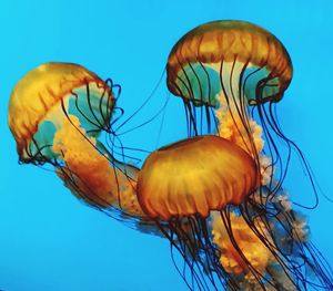 Close-up of jellyfish swimming in water