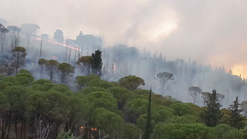 Panoramic view of trees against sky