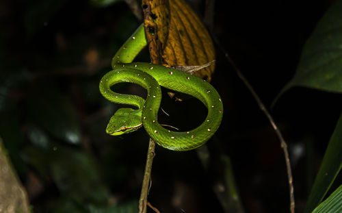 Bornean keeled green pit viper at night in sepilok forest in sabah, malaysia.