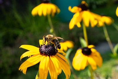 Close-up of honey bee on yellow flower