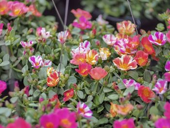 Close-up of pink flowering plants