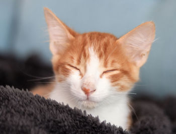 Close-up of cat sleeping