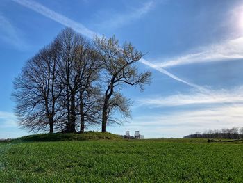 Tree on field against sky