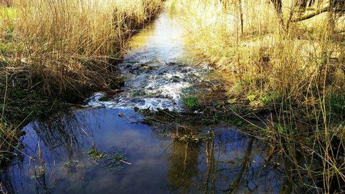 Reflection of trees in water